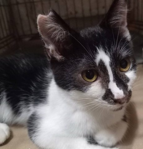 仲良し兄妹で元気に走り回って遊んでいます【エルフ】