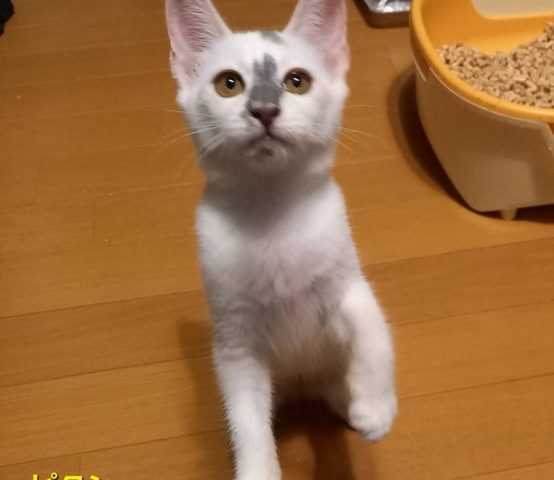 フローリングワイパーにちょっかいを出すのが大好きピクシー