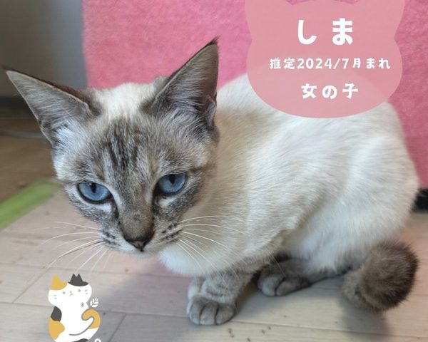 しま シャムミックスの美人三姉妹