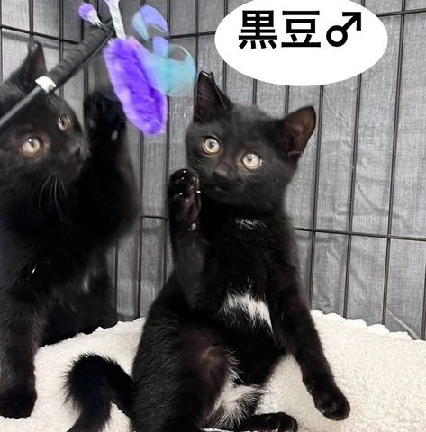 マイペース！黒豆くん触るとゴロゴロ！