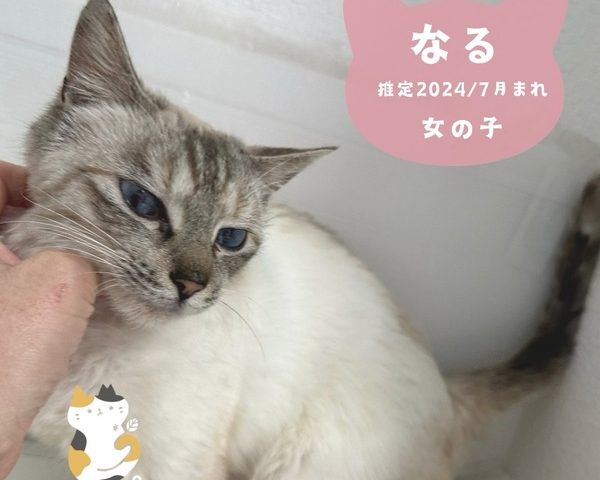 なる　シャムミックスの美人三姉妹