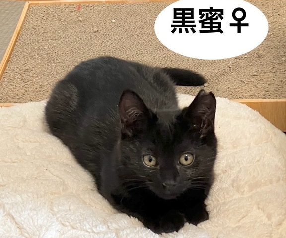 撫でるとたまにゴロゴロ　黒蜜ちゃん。