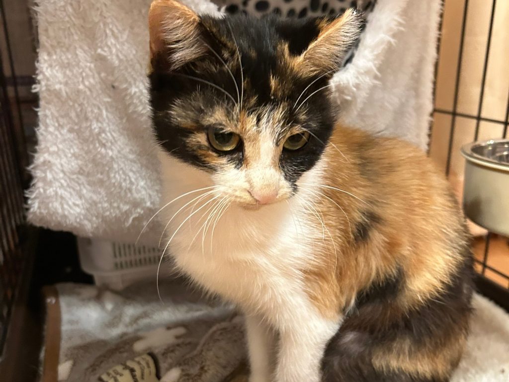 人馴れ抜群！！ずーっと抱っこ可能な甘えん坊女子。長ーい尻尾が特徴的！【ラテ】