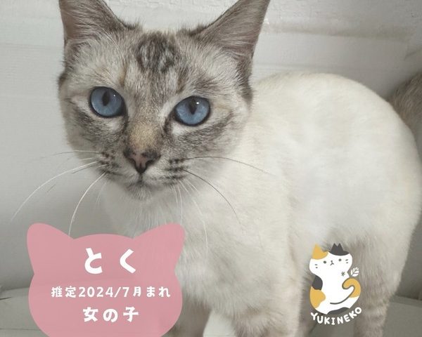 とく シャムミックスの美人三姉妹