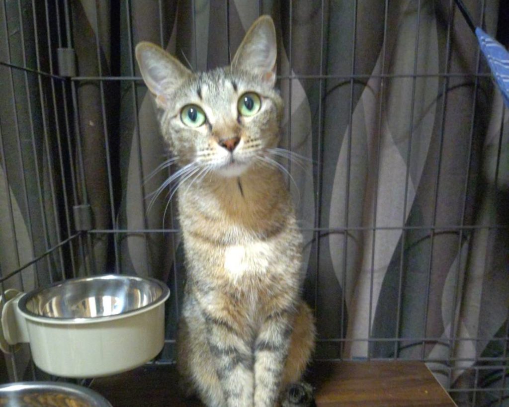 穏やかで優しい美人さん【おサダ】