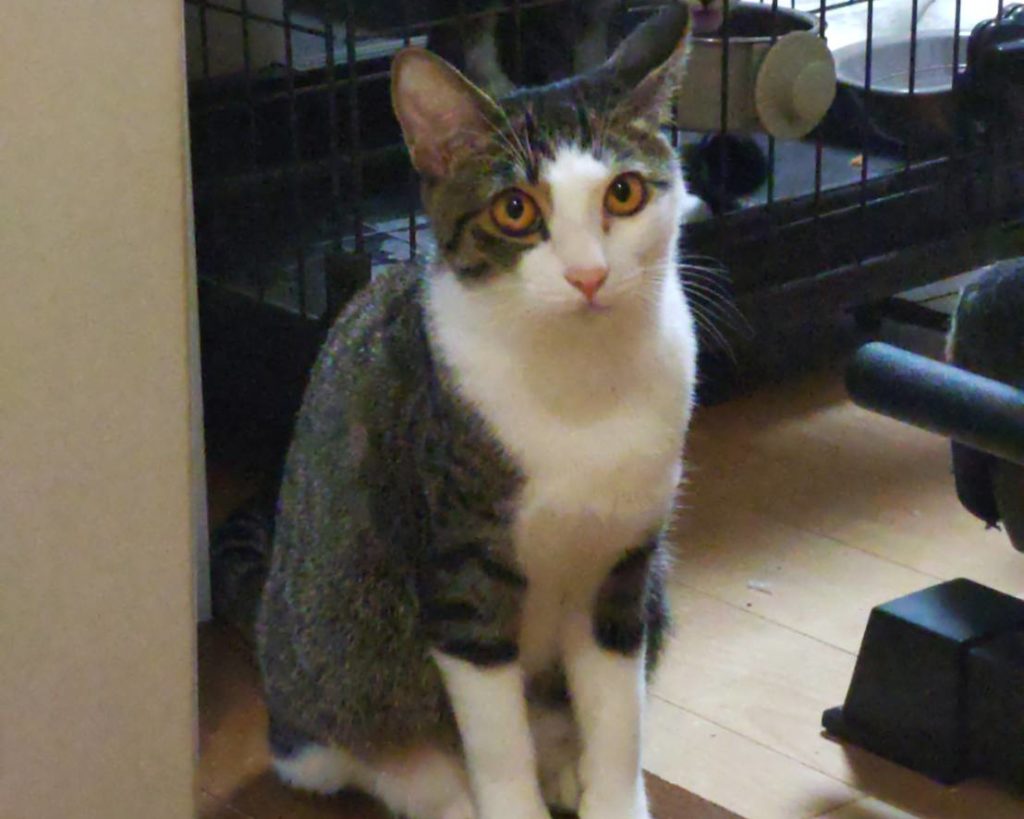 ビビリの慎重派だけどアクティブな女の子【びゃっこ】