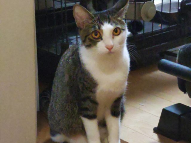 ビビリの慎重派だけどアクティブな女の子【びゃっこ】