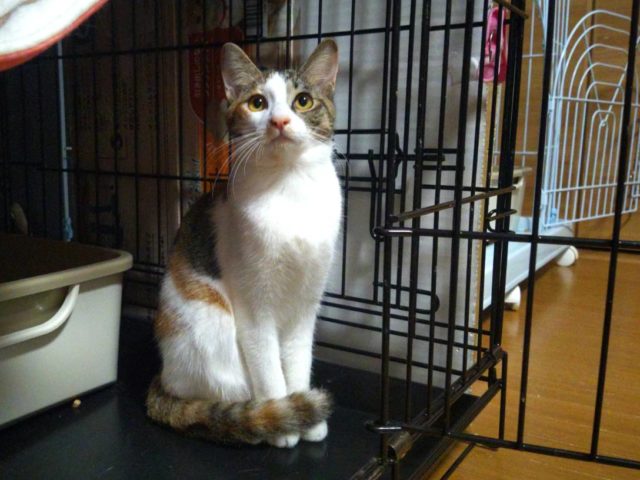 超・超おてんば女子【すざく(朱雀)】