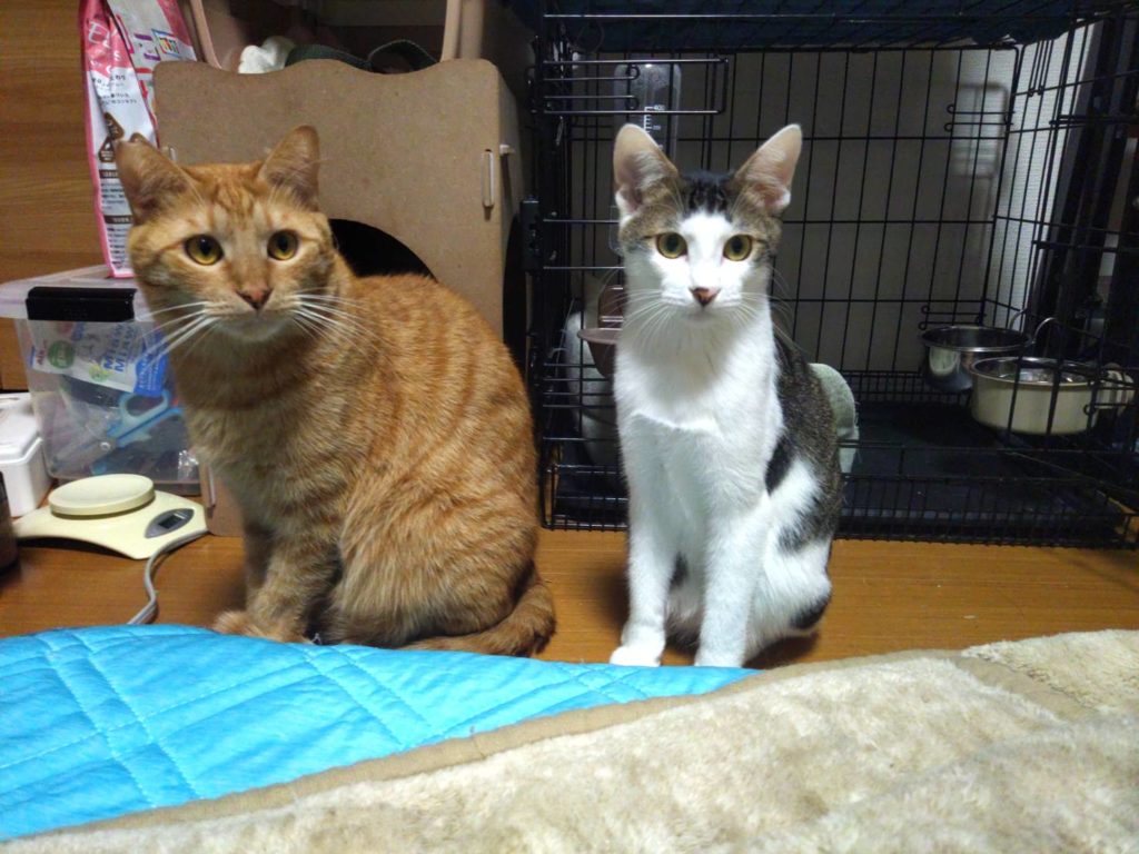 遊ぶの大好きやんちゃボーイ【ずしおうまる(厨子王丸)】