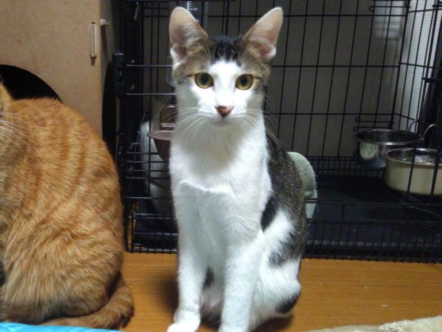 遊ぶの大好きやんちゃボーイ【ずしおうまる(厨子王丸)】