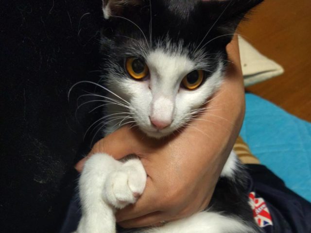 元気いっぱいやんちゃボーイ【げんぶ(玄武)】