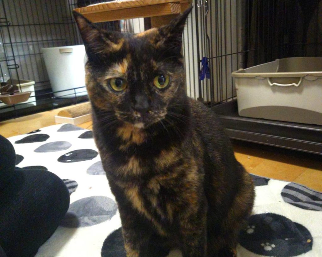 タヌキ顔のサビ猫さん。なでなで大好き【イジュ】