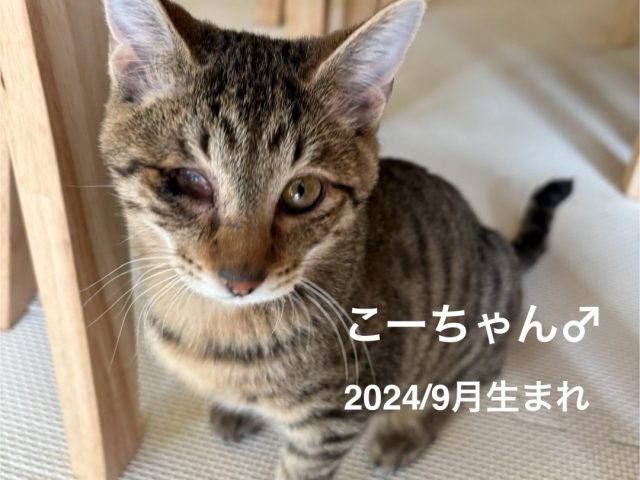 甘えん坊で甘えたい時はゴロゴロ。片目の視力はないけれど、元気いっぱいなこーちゃん