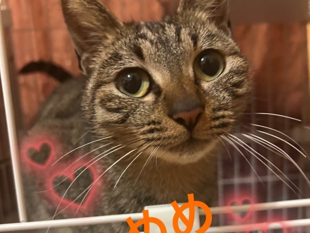 控えめで優しくて穏やかな甘えっこのめめ