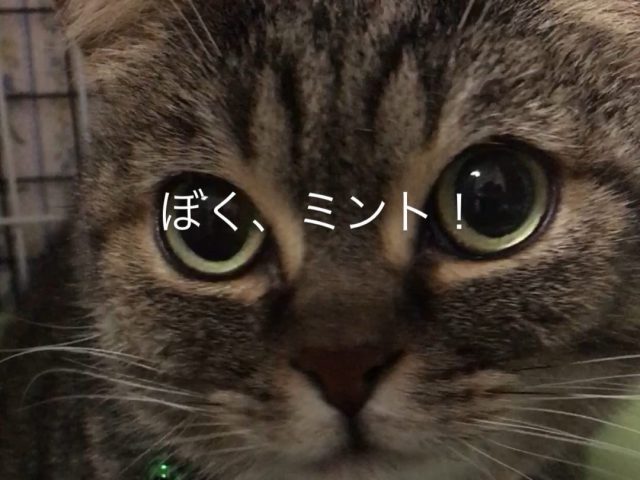 おっとり穏やかで落ち着いた男子！「ミント」