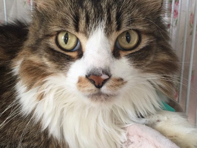 おっとりゴロゴロイケメン男子！な「ノエル」くん