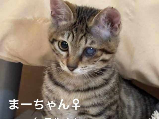 人馴れ抜群！元気いっぱいの女の子！「まーちゃん」