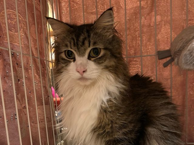 直ぐにお腹を見せてくれる甘えん坊男子！！「ローレン」