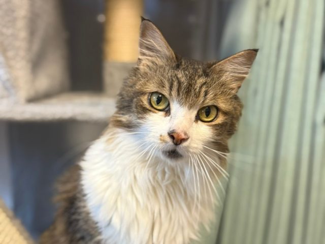 スリスリゴロゴロ甘えん坊な長毛男子「ラルフ」