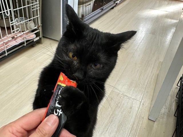 過酷な飼育崩壊からレスキューした、やんちゃな男の子【くろすけ】