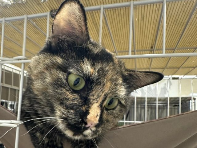 過酷な環境からレスキューしていただいた、控えめな女の子【バンカメ】