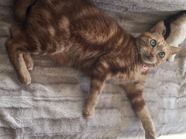 かくれんぼ大好き【茶とらん】