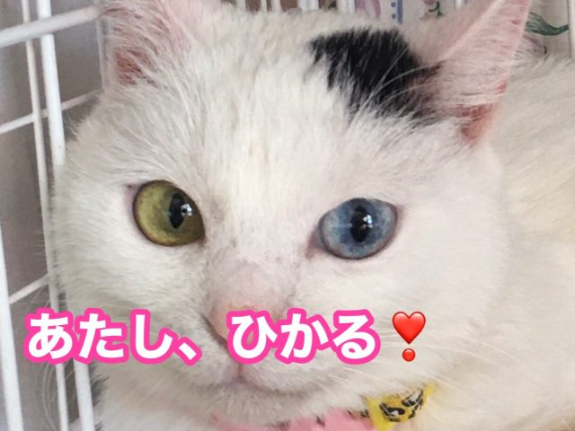 あどけない綺麗な伸び代たっぷり女子 【ひかる】