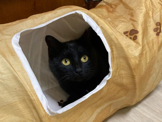 丸顔で可愛いお喋りさん【黒蜜】