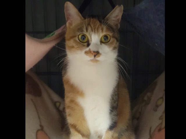 こわがりだけど子煩悩なママ【麒麟】