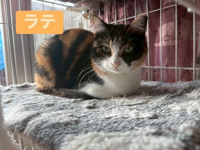 撫で撫で 抱っこも出来る人間大好き 女子🎀【ラテ】