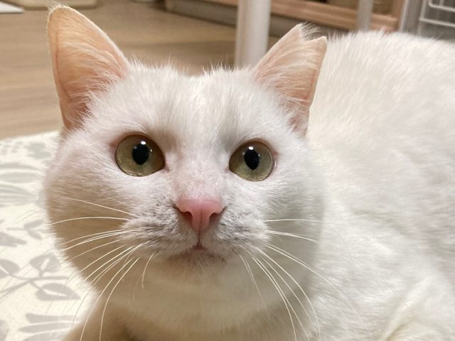 丸顔で金のお目々の甘えん坊～しらたま～