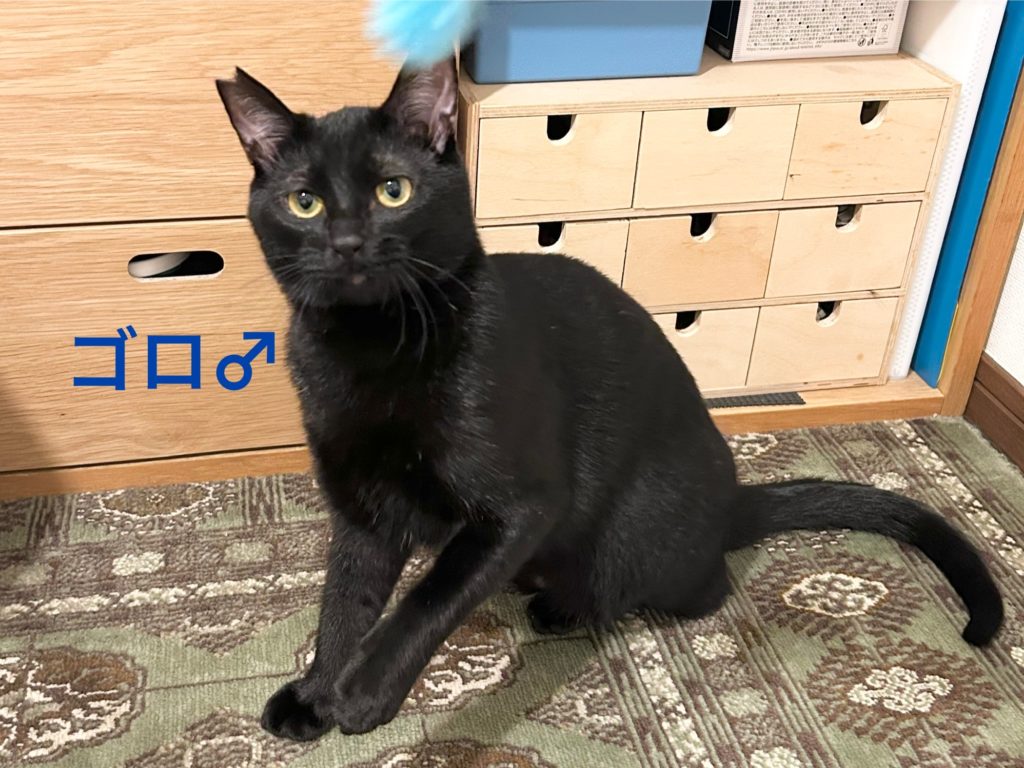 とってもビビり君だけど遊ぶの大好き「ゴロ」