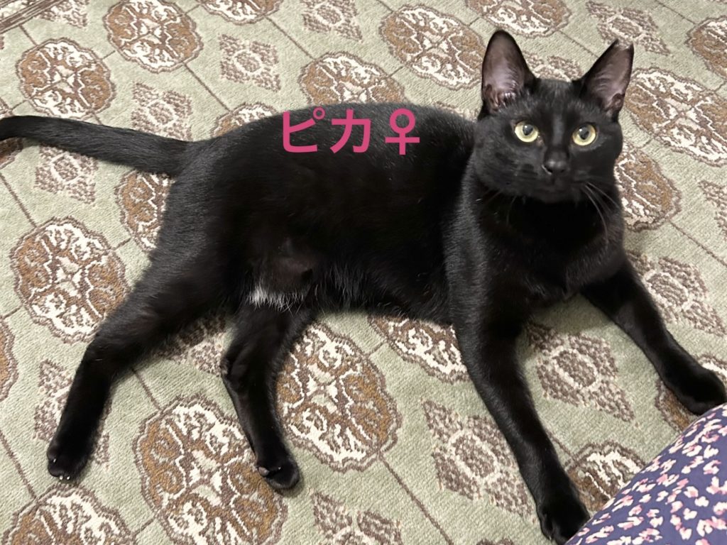 強気からのたまに甘々〜元気いっぱい女の子【ピカ】