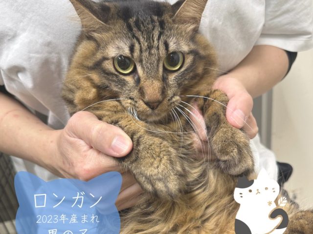 少し臆病でおとなしいけれどやんちゃな面も【ロンガン】