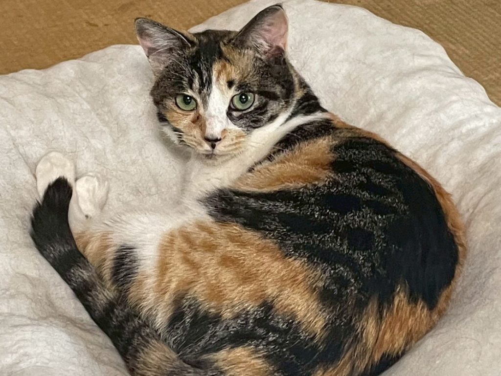 元気いっぱい美人ちゃん【姫】