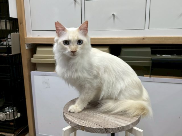 バタフライピー色の青い目の男の子【バタフライピー】