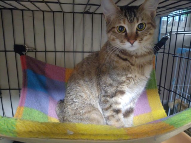 すっかりスリゴロ撫でられたくて待ってます【安寿】