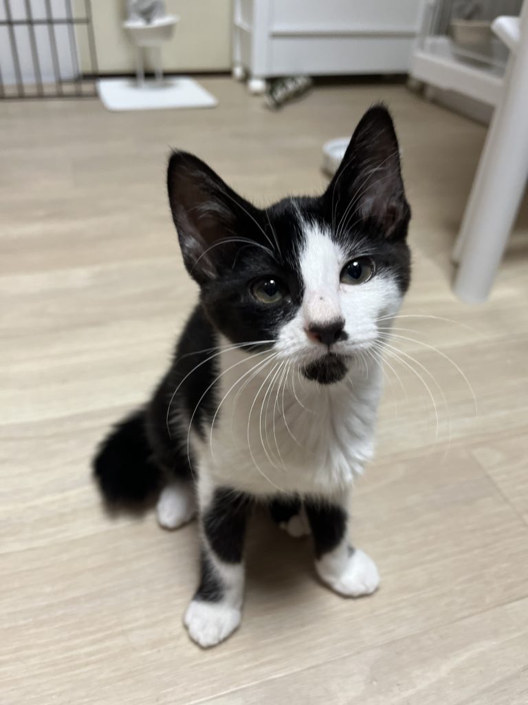 清楚系お嬢様【ミモザ】