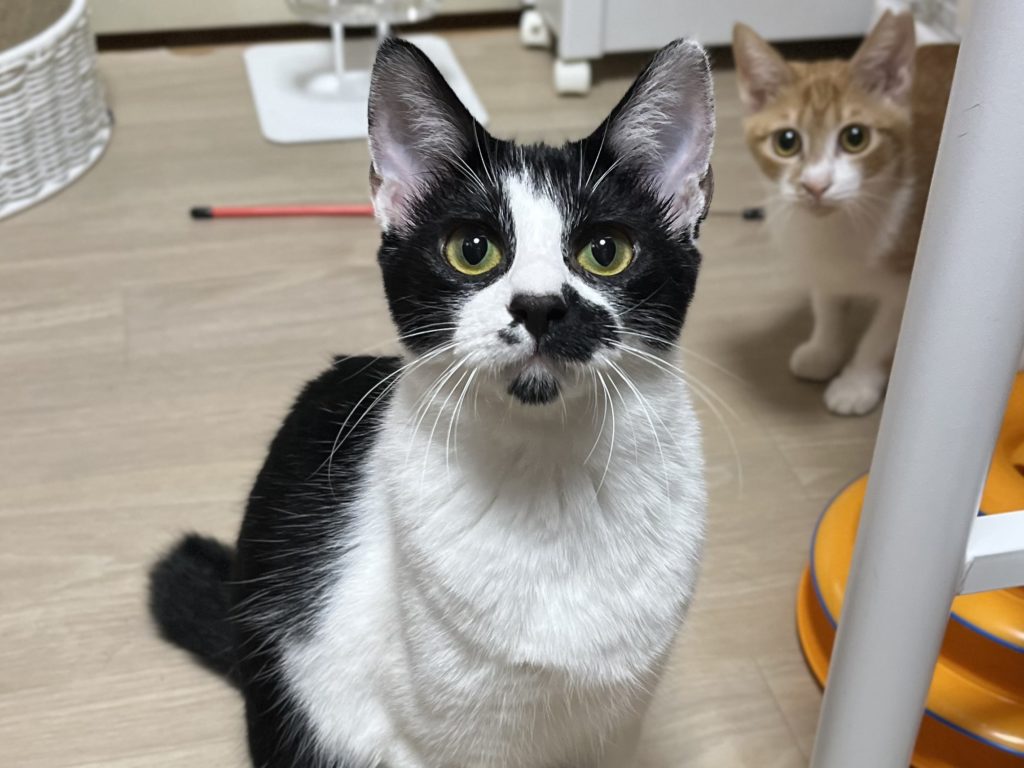 全部大好き！超甘えん坊【撫子】