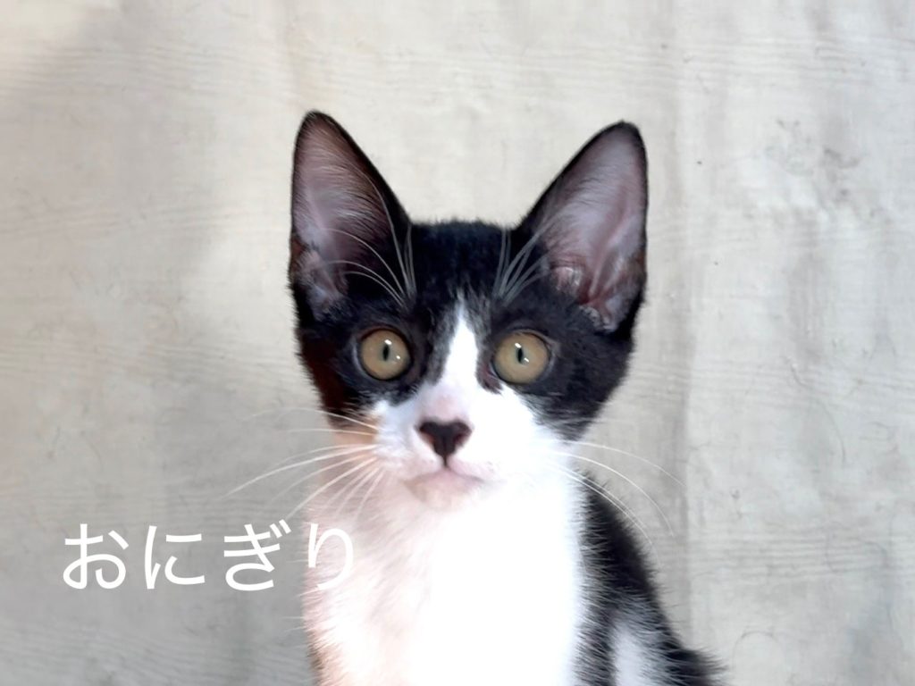 元気いっぱい！ハチワレちゃん【おにぎり】