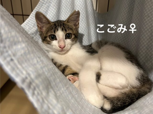 ちょっとビビりだけど甘々【こごみ】