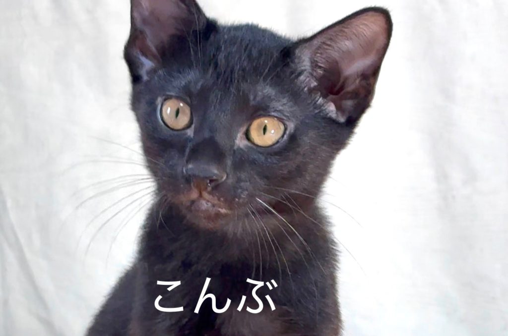 元気いっぱい！黒猫くん【こんぶ】