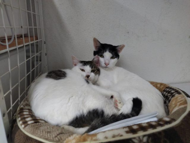 猫が大好きな男の子【紫蘇】