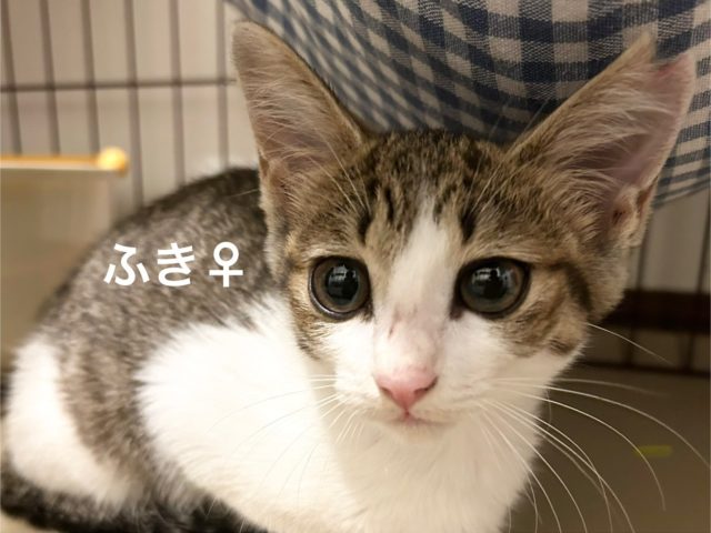 元気で好奇心旺盛！甘えん坊【ふき】