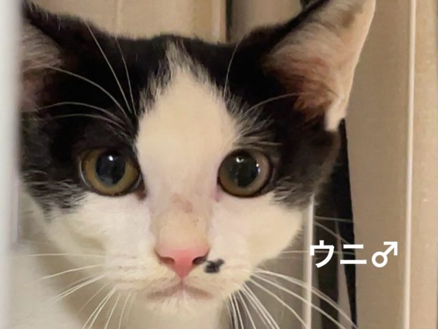 兄妹唯一の男の子！ ゴロゴロ甘えん坊【ウニ】