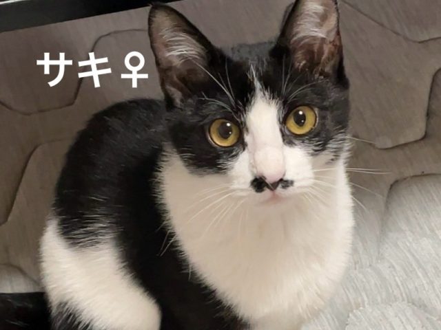 おヒゲだけど食いしん坊な女の子！【サキ】