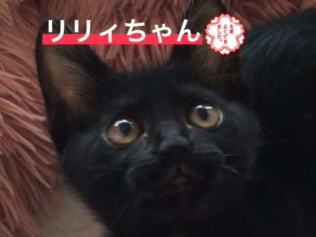 ちょっぴりひかえめなリリィちゃん