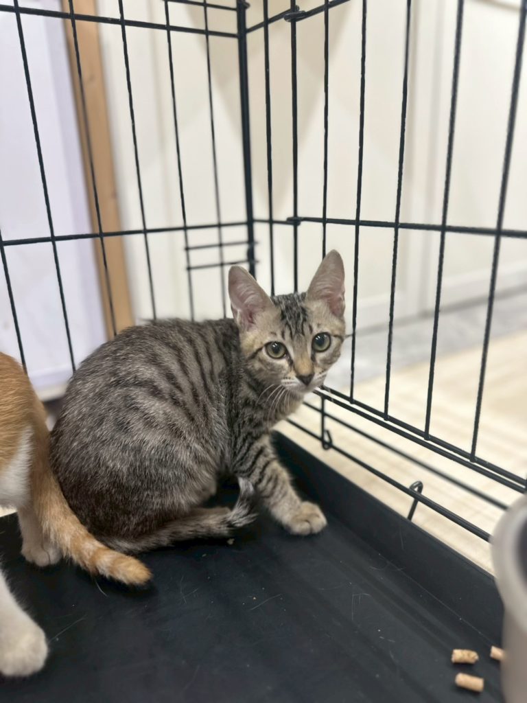 ちょっと控えめな女の子🩵【litchi】