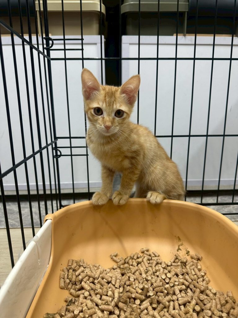 珍しい茶トラの女の子【オレンジ】