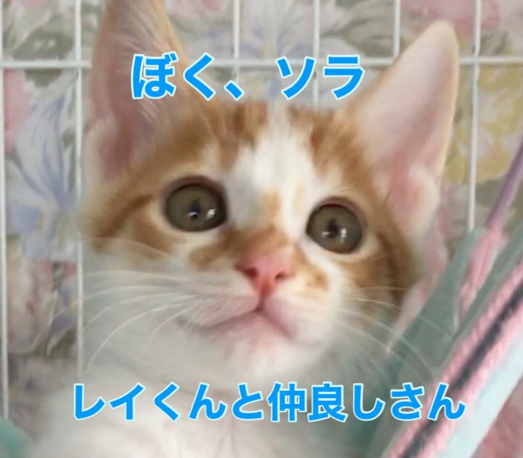 兄妹たちと良く遊びます❣️【ソラくん】